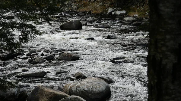 Running Creek Door Rotsen Stenen Veroorzaakt Wildwater Een Zonnige Dag — Stockfoto