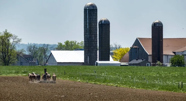 Mujer Amish Plowing Field Soleado Día Verano —  Fotos de Stock