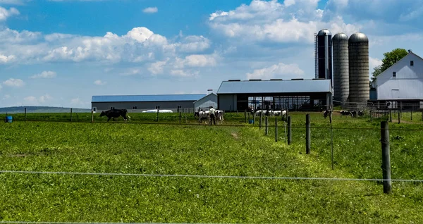 Amish çiftlik işçisi inekler güneşli bir yaz gününde bakmakta