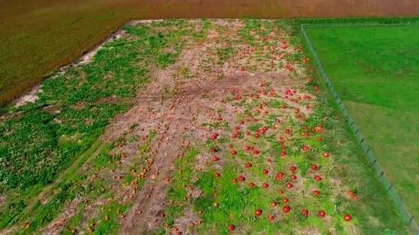 Pemandangan Aerial Dari Ladang Labu Amish Pada Hari Musim Gugur — Stok Video