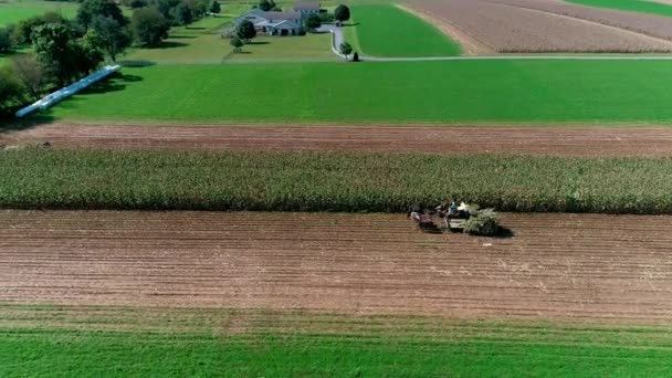 Vista Aérea Dos Agricultores Amish Colheita Queda Cultivos Dia Outono — Vídeo de Stock