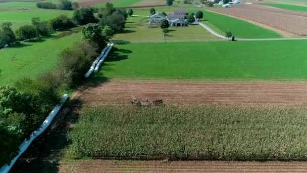 Luftaufnahme Von Amish Bauern Die Dort Herbstfrüchte Ernten Einem Sonnigen — Stockvideo