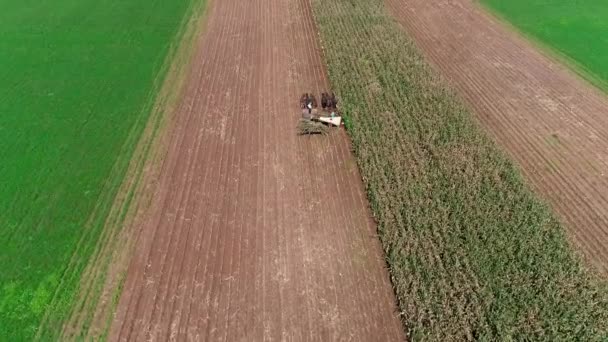 航空写真ビューのアマン派の農民収穫が秋のドローンが見た晴れた秋の日に作物します — ストック動画