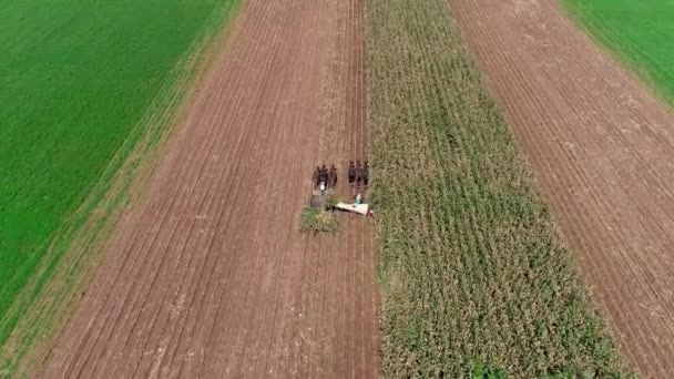 Vista Aérea Dos Agricultores Amish Colheita Queda Cultivos Dia Outono — Vídeo de Stock