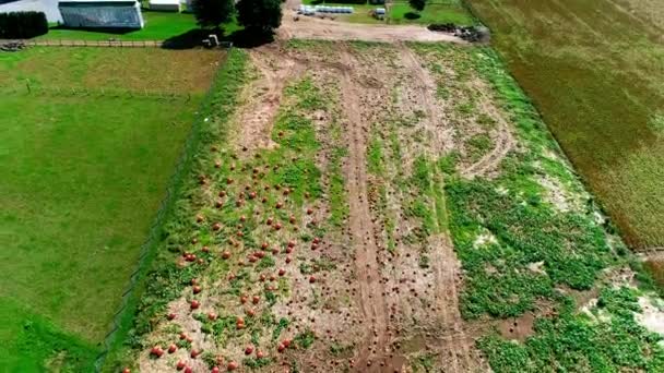 Letecký Pohled Amish Dýňová Farma Podzimní Den Viděném Drony — Stock video