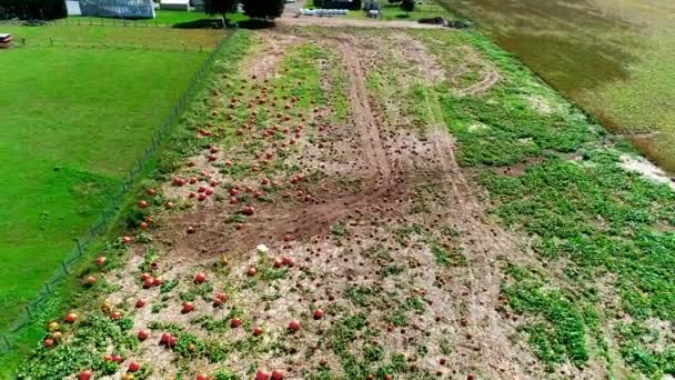 Veduta Aerea Una Fattoria Zucche Amish Giorno Autunno Visto Drone — Video Stock