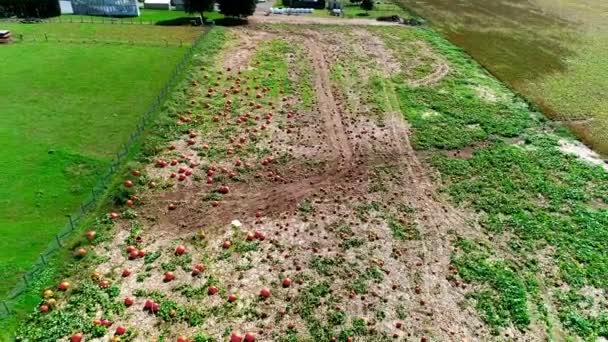 Pemandangan Aerial Dari Ladang Labu Amish Pada Hari Musim Gugur — Stok Video