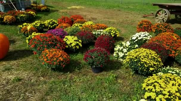 Amish Farm Stand Säljer Höstens Växter Och Dekorationer — Stockvideo