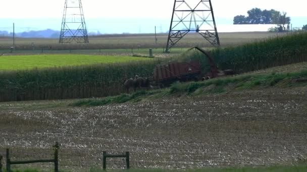 Amish Farming Ernte Ist Herbsternte Mit Pferden Ziehen Seine Ausrüstung — Stockvideo