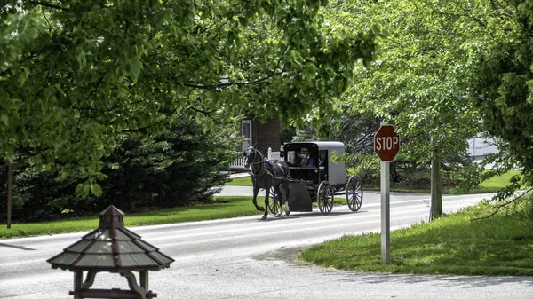 夏の日に住宅道路を走行するアミッシュ馬とバギー — ストック写真