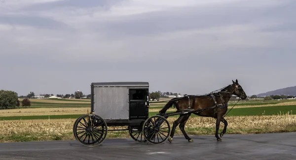 Amish Horse and Buggy Traveling on a Residential Road on a Summer Day