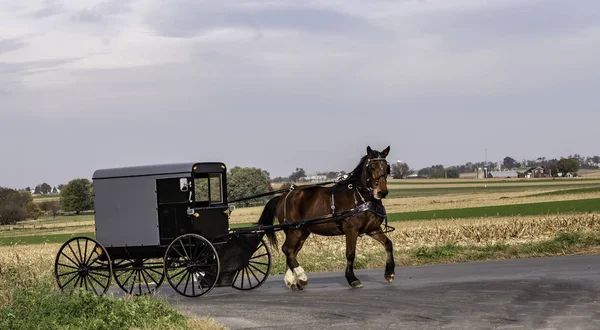 Amish Horse Buggy Traveling Residential Road Summer Day — Stock Photo, Image