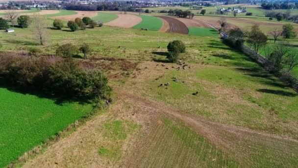 Una Vista Aérea Campesino Amish Fertilizando Orgánicamente Los Campos Vistos — Vídeo de stock