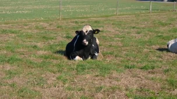 Amish Farm Cows Disfrutando Día Soleado Los Campos — Vídeo de stock