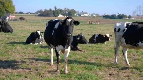 Амішів Фермі Корови Насолоджуючись Сонячний День Полях — стокове відео