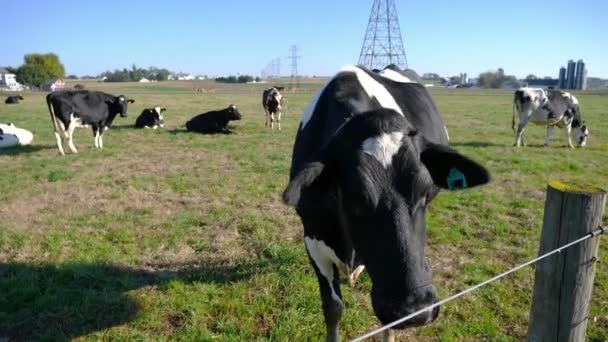 Amish Boerderij Koeien Genieten Van Een Zonnige Dag Velden — Stockvideo