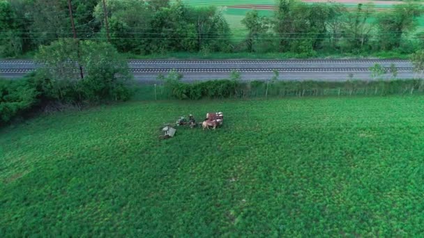 Letecký Pohled Amishské Farmářské Pracovníky Sklízení Pole Jaře Jako Dronu — Stock video