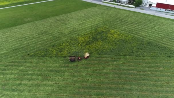 Aerial View Amish Farm Worker Harvesting Field Spring Horses Dogs — Stock Video