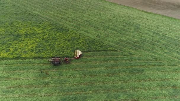 Letecký Pohled Amishské Farmářské Pracovníky Sklízení Pole Jaře Koňmi Psy — Stock video