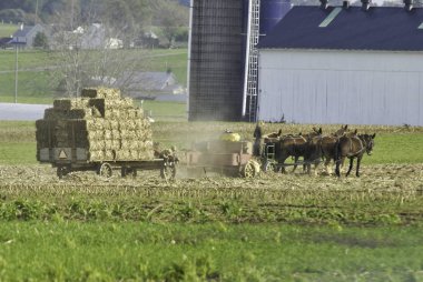 Amish Aile Bir Sonbahar Günü Alanları Hasat