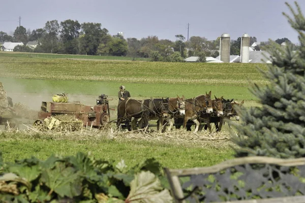 Οικογένεια Άμις συγκομιδή των αγρών την ημέρα του φθινοπώρου — Φωτογραφία Αρχείου