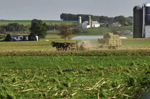 Amish familj skörd fälten på en höst dag — Stockfoto