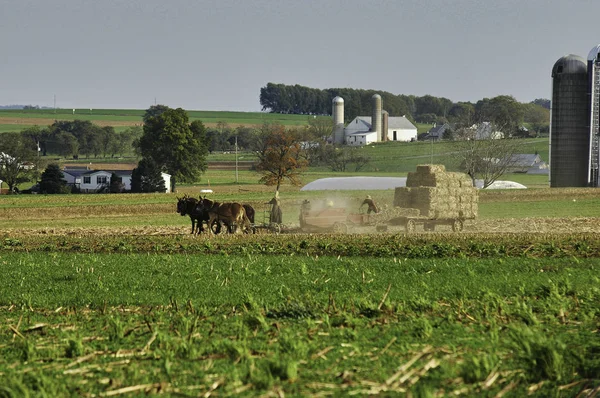 Amish családi betakarítás a mezők egy őszi nap — Stock Fotó