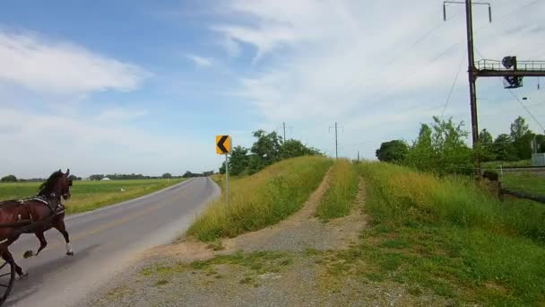 Condução Longo Campo Amish Veio Através Cavalo Buggy — Vídeo de Stock