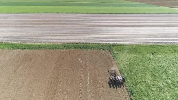 Vista Aérea Amish Farm Worker Colheita Primavera Colheita Com Equipe — Vídeo de Stock