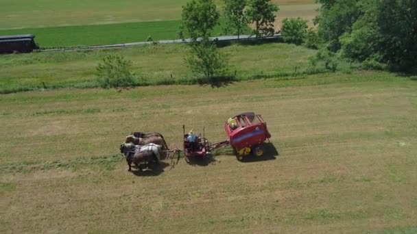 Vista Aérea Agricultor Amish Cosechando Cosecha Con Caballos Equipo Moderno — Vídeo de stock