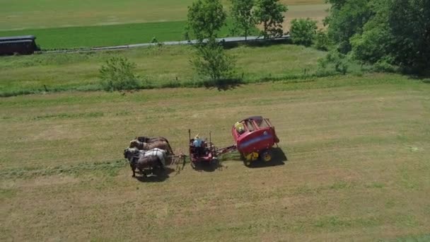 Vista Aérea Agricultor Amish Cosechando Cosecha Con Caballos Equipo Moderno — Vídeos de Stock