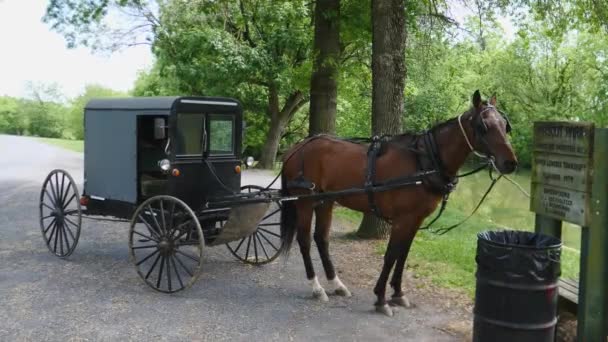 Amish Paard Buggy Vastgebonden Wachten — Stockvideo