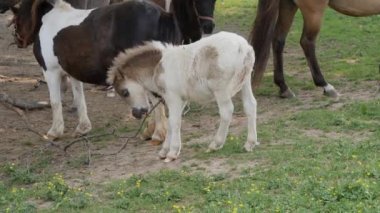 Atlar, Midilli ve minyatür Midilli oynarken ve Amish alanında otlatma