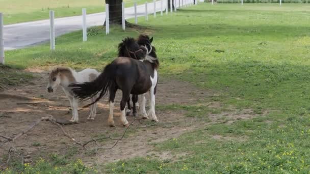 Paarden Pony Miniatuur Pony Spelen Grazen Het Amish Veld — Stockvideo