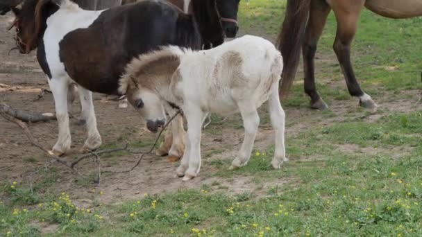 Paarden Pony Miniatuur Pony Spelen Grazen Het Amish Veld — Stockvideo