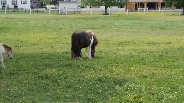 Hästar Ponnyer Och Miniatyr Ponnyer Som Leker Och Betar Amish — Stockvideo