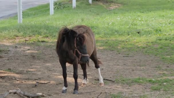 Paarden Pony Miniatuur Pony Spelen Grazen Het Amish Veld — Stockvideo