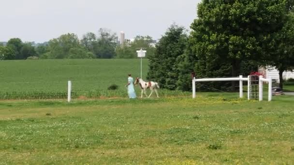 Amish Flicka Som Undervisar Ung Målad Häst Att Köra — Stockvideo