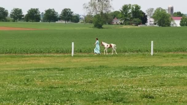 Uma Menina Amish Ensinando Novo Cavalo Pintado Para Correr — Vídeo de Stock