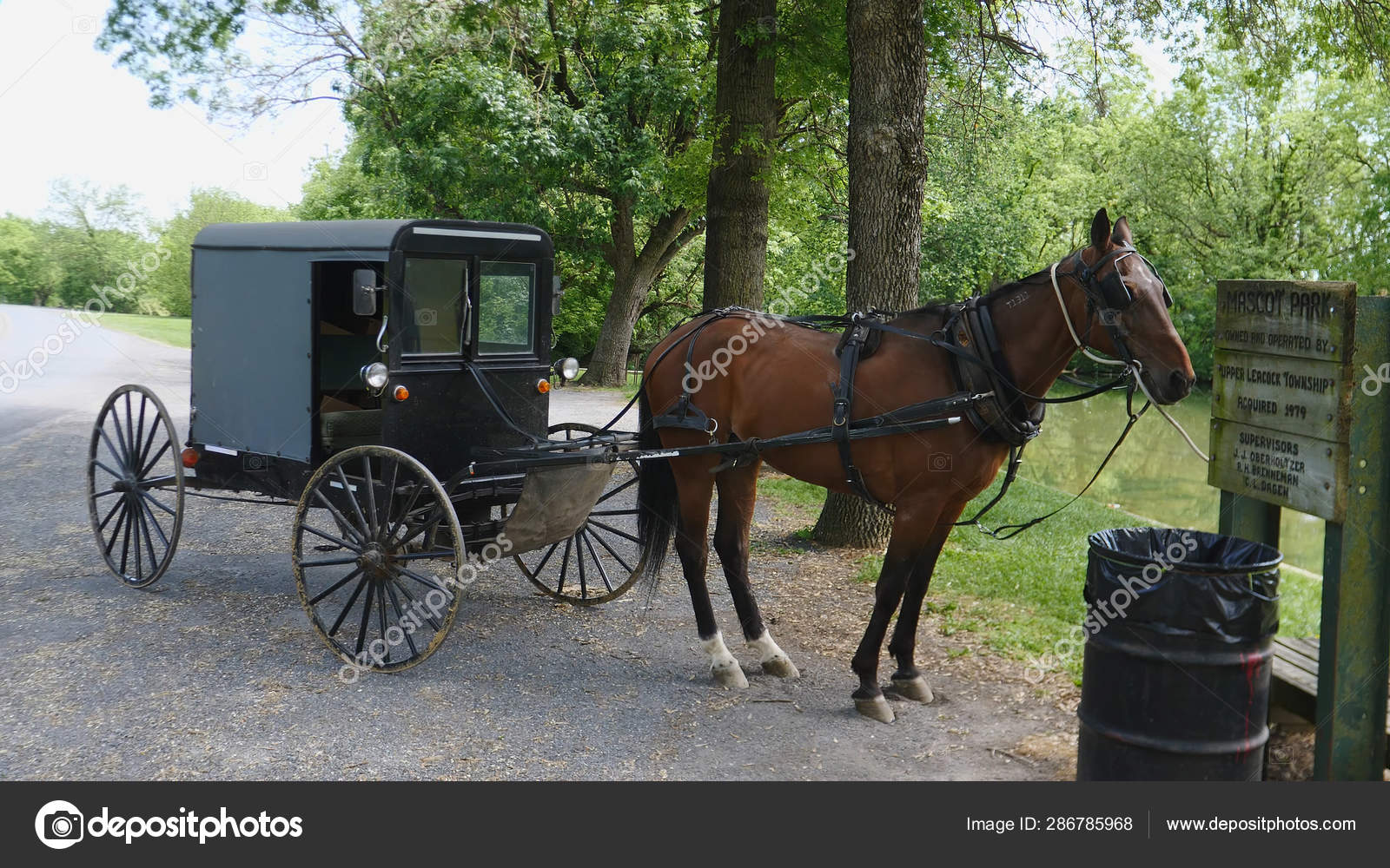 Amish Buggy Horses For Sale lupon.gov.ph