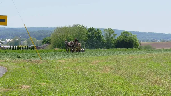 Amish Farmer zbiorów jego upraw z 4 konie i nowoczesny sprzęt — Zdjęcie stockowe