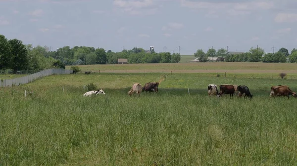 Ένα κοπάδι αγελάδες που βόσκουν σε ένα χωράφι με αγρόκτημα ' μις — Φωτογραφία Αρχείου