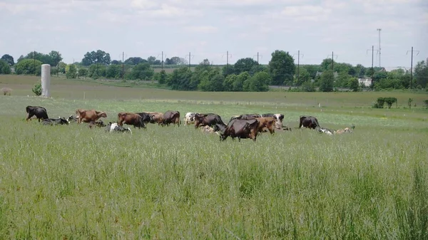 Uma manada de vacas se agarrando em um campo de fazenda Amish — Fotografia de Stock