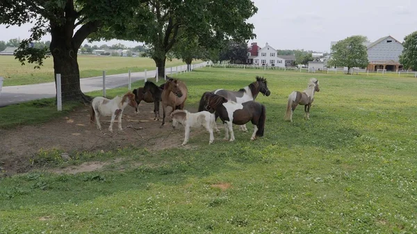 Άλογα, πόνι και πόνυ που παίζουν και βοσκούν στο χωράφι των Άμις. — Φωτογραφία Αρχείου
