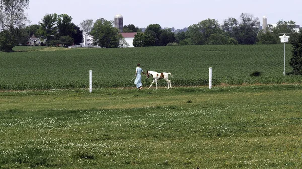 Uma menina Amish ensinando um novo cavalo pintado para correr — Fotografia de Stock