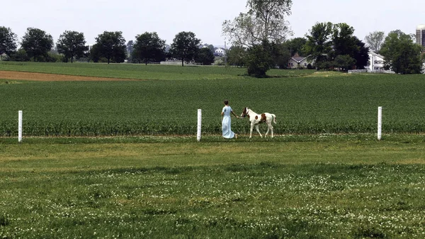 An Amish dziewczyna Teaching a nowy młody malowany koń do biegać — Zdjęcie stockowe