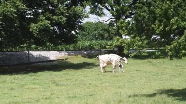 Amish Cow Protecting New Born Calf Pasture Día Verano — Vídeo de stock