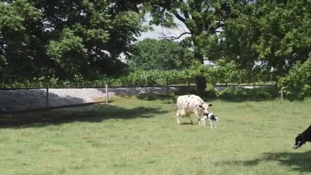 阿米什牛保护它的新出生的小牛在牧场在夏天的一天 — 图库视频影像