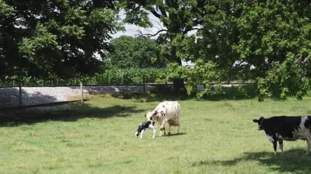 여름날 목초지에서 태어난 송아지를 보호하는 아미시 — 비디오