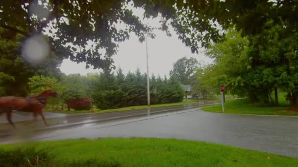 アーミッシュクローズドホースとバギーは雨の中の道に沿ってトロッティング — ストック動画